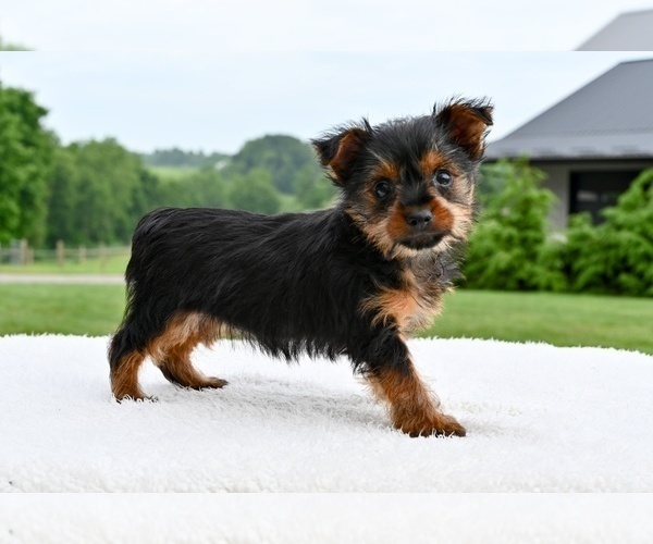 Medium Photo #3 Yorkshire Terrier Puppy For Sale in MILLERSBURG, OH, USA