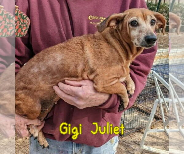 Medium Photo #5 Dachshund Puppy For Sale in San Antonio, TX, USA