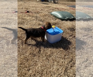 Border Terrier Puppy for sale in ARGYLE, TX, USA