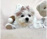 Small #9 Maltese