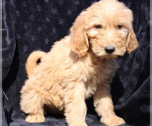 Goldendoodle (Miniature) Puppy for sale in BLOOMINGTON, IN, USA