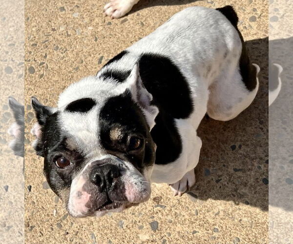 Medium Photo #6 French Bulldog Puppy For Sale in Cranford, NJ, USA