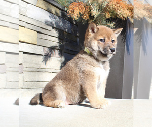 Shiba Inu Puppy for sale in CANTON, SD, USA