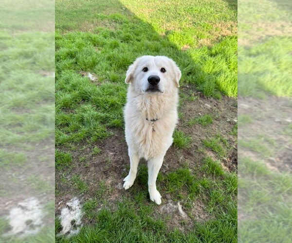 Medium Photo #6 Great Pyrenees Puppy For Sale in Spring, TX, USA