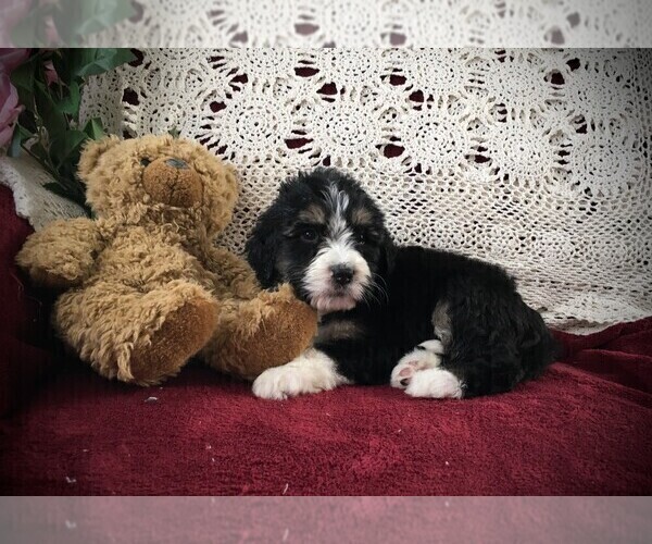 Medium Photo #5 Bernedoodle Puppy For Sale in CLARE, MI, USA