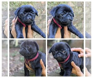 Medium Pug