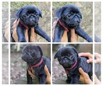Puppy Belle Pug