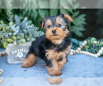 Small #1 Yorkshire Terrier