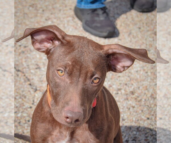 Medium Photo #5 American Staffordshire Terrier-Chocolate Labrador retriever Mix Puppy For Sale in Huntley, IL, USA