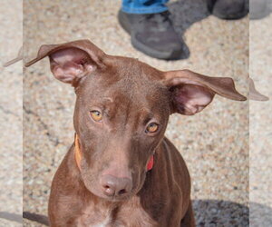 Reece - Female American Staffordshire Terrier-Chocolate Labrador retriever Mix Dog for Adoption - Photo #5