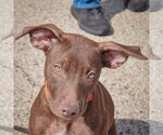 Small Photo #5 American Staffordshire Terrier-Chocolate Labrador retriever Mix Puppy For Sale in Huntley, IL, USA