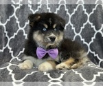 Small #3 Pomsky