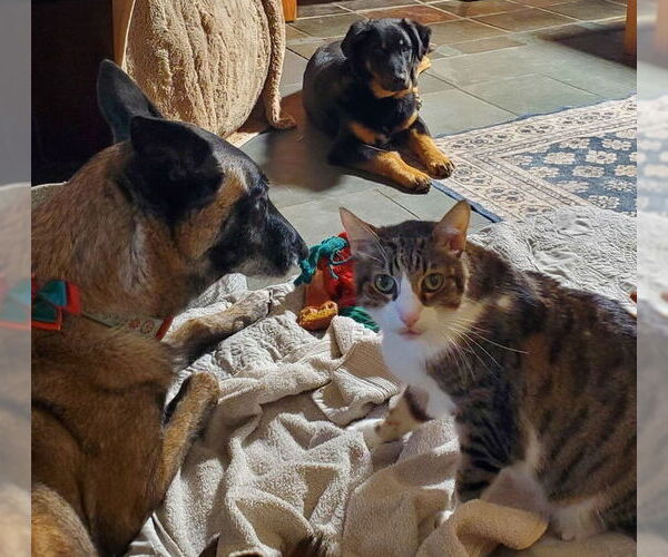 Medium Photo #2 Labrottie Puppy For Sale in Fresno, CA, USA