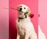 Small #5 Great Pyrenees Mix