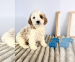 Small #1 Goldendoodle (Miniature)