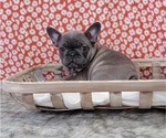 Small #3 French Bulldog