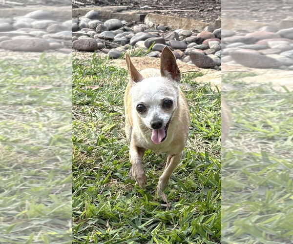 Medium Photo #7 Chihuahua Puppy For Sale in Boonton, NJ, USA