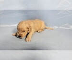 Small #4 Golden Retriever