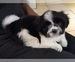 Small Photo #2 Shih Tzu Puppy For Sale in VERDEN, OK, USA