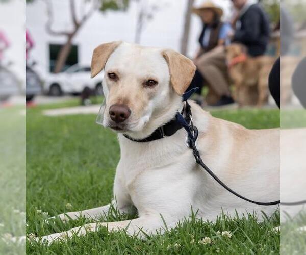 Medium Photo #7 Labrador Retriever-Unknown Mix Puppy For Sale in San Diego, CA, USA