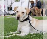 Small #6 Labrador Retriever Mix