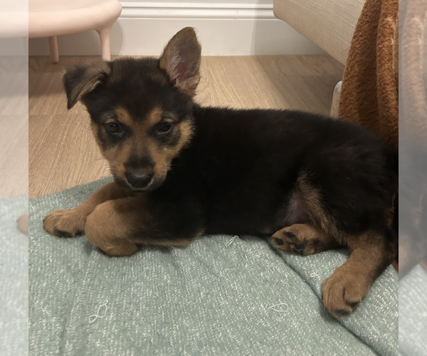 Medium Photo #12 German Shepherd Dog-Unknown Mix Puppy For Sale in Brooklyn, NY, USA