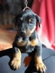 Small Photo #2 Doberman Pinscher Puppy For Sale in CHICAGO, IL, USA