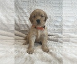 Small Photo #32 Golden Retriever Puppy For Sale in IRWIN, PA, USA