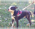 Small Photo #1 American Pit Bull Terrier Puppy For Sale in Osgood, IN, USA