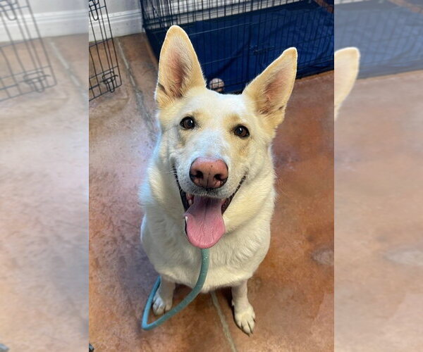 Medium Photo #1 German Shepherd Dog-Unknown Mix Puppy For Sale in Bolivar, MO, USA