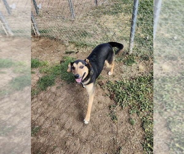 Medium Photo #2 Siberian Husky-Unknown Mix Puppy For Sale in Amarillo, TX, USA