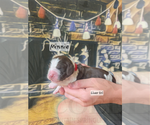 Puppy Minnie English Springer Spaniel