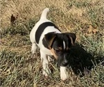 Puppy Puppy 1 Jack Russell Terrier