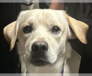Labrador Retriever-Unknown Mix Dogs for adoption in Canton, CT, USA