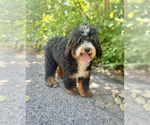 Small Photo #1 Bernedoodle (Miniature) Puppy For Sale in ROY, UT, USA