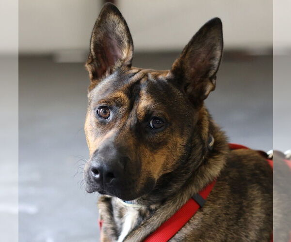 Medium Photo #6 Shepradors Puppy For Sale in The Woodlands, TX, USA