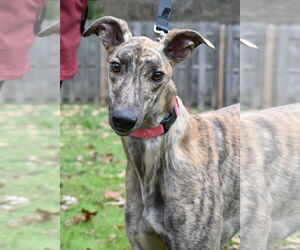 Greyhound Dogs for adoption in Cherry Hill, NJ, USA