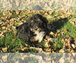 Small #4 Bernedoodle
