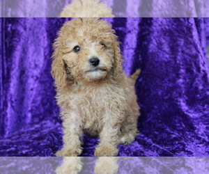 Goldendoodle (Miniature) Puppy for sale in BLOOMINGTON, IN, USA