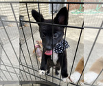 Puppy Lil Gucci Shiranian