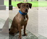 Small #2 Mutt