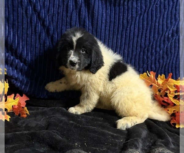 Medium Photo #40 Newfoundland Puppy For Sale in AURORA, IN, USA