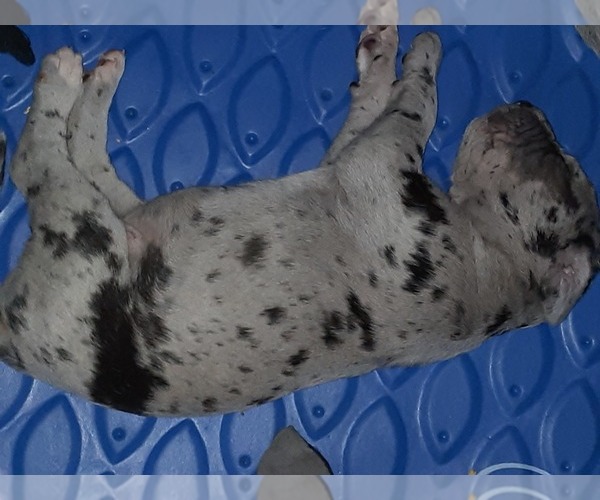 Medium Photo #4 Great Dane Puppy For Sale in PIERSON, MI, USA
