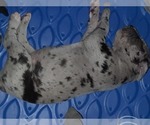 Small Photo #4 Great Dane Puppy For Sale in PIERSON, MI, USA