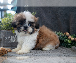 Small Photo #2 Shih Tzu Puppy For Sale in MIDDLEBURY, IN, USA