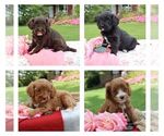 Small Photo #1 Cavapoo Puppy For Sale in THORP, WI, USA