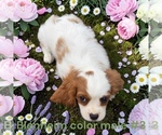 Small #2 Cavalier King Charles Spaniel