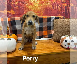 Great Pyrenees-Unknown Mix Dogs for adoption in Holly Springs, NC, USA