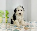 Small #2 Miniature Bernedoodle