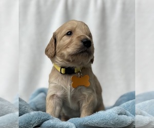 Goldendoodle Puppy for sale in OKEMAH, OK, USA